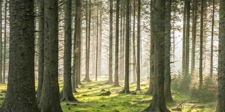 I like spend time in forest